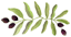 olive branch